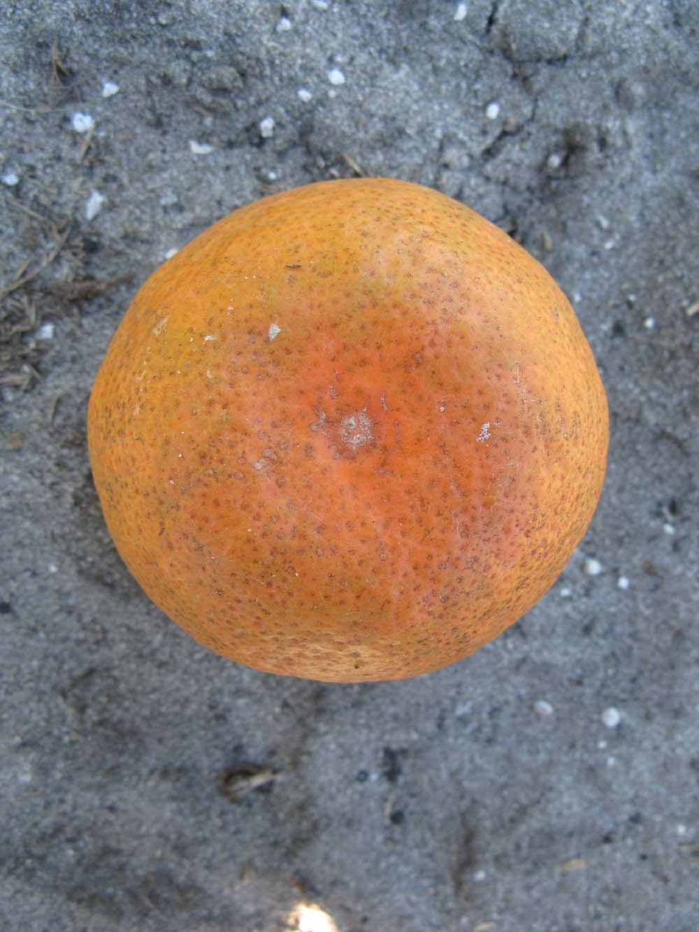              Fruit (Winter Haven, FL)       